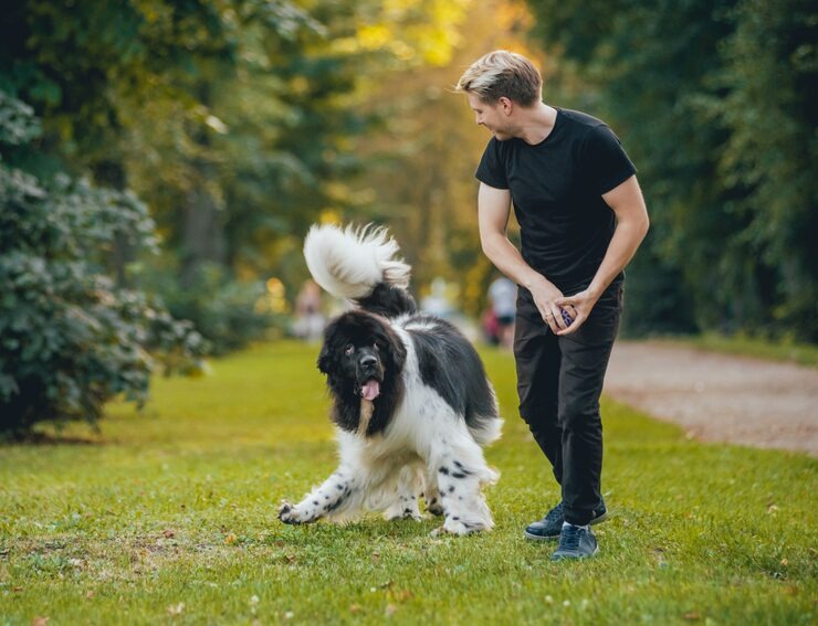 puppy training